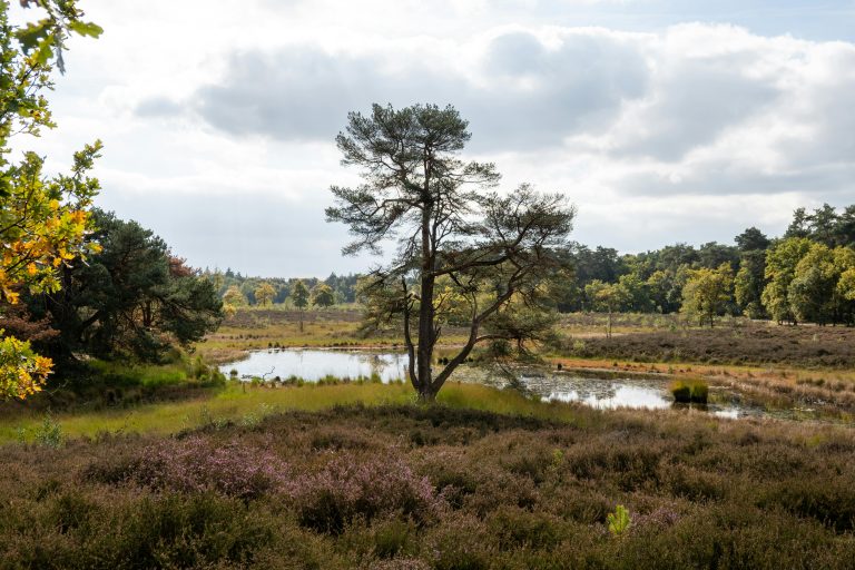 Top Benefits Of Moringa For Daily Health